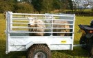 QuadX - Transport henger nedfellbare karmer og bakdør m'rampe thumbnail